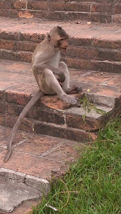 LopBuri, la ville des singes. Ils ont tout envahi ! C'était une étape entre Ayutthaya et Phitsanulok.