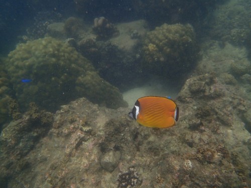 Snorkeling