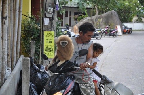 Je ne sais pas quel est ce singe mais il semble bien apprivoisé…